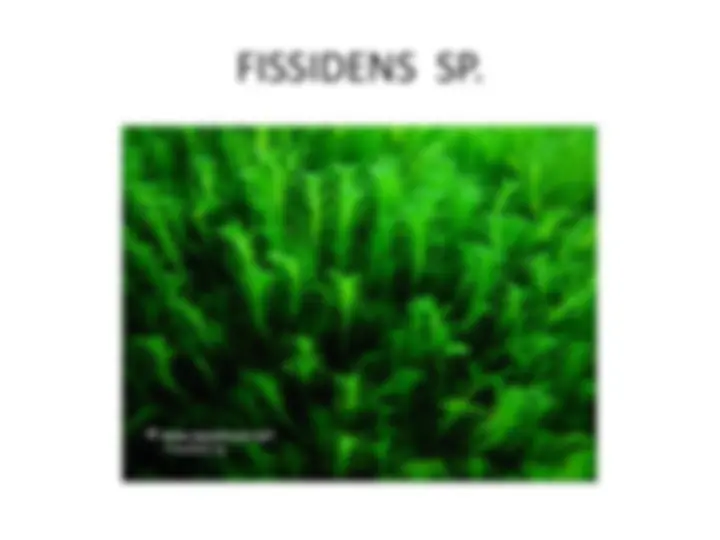 pf4