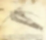 pfe