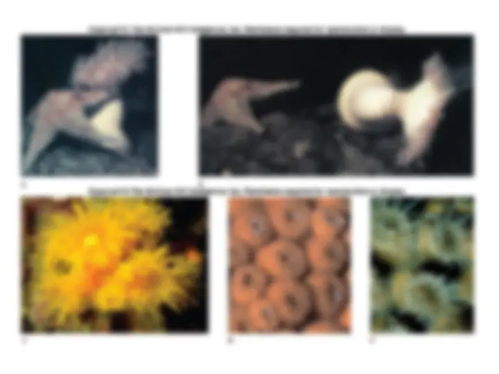 pf12