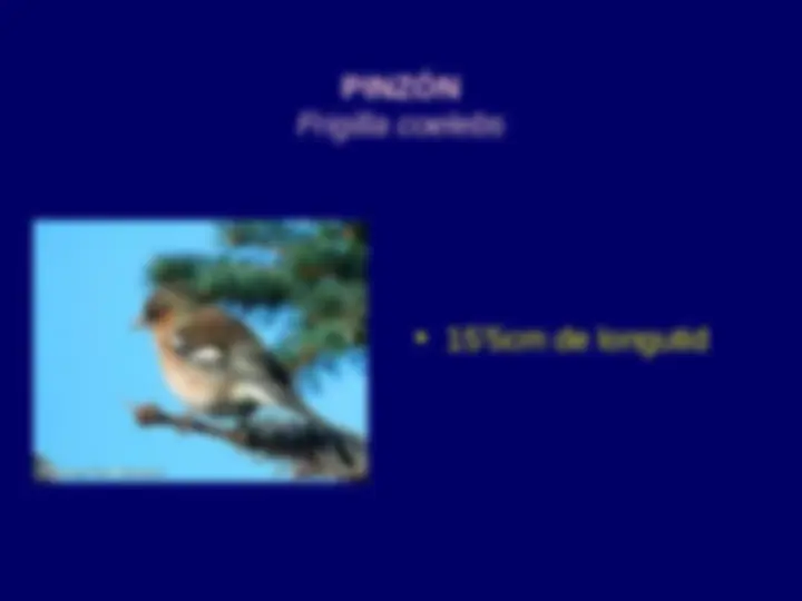 pf21