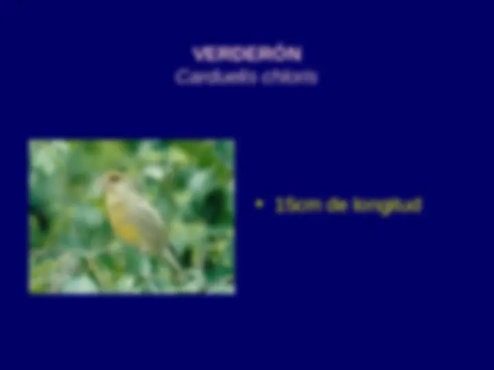 pf20