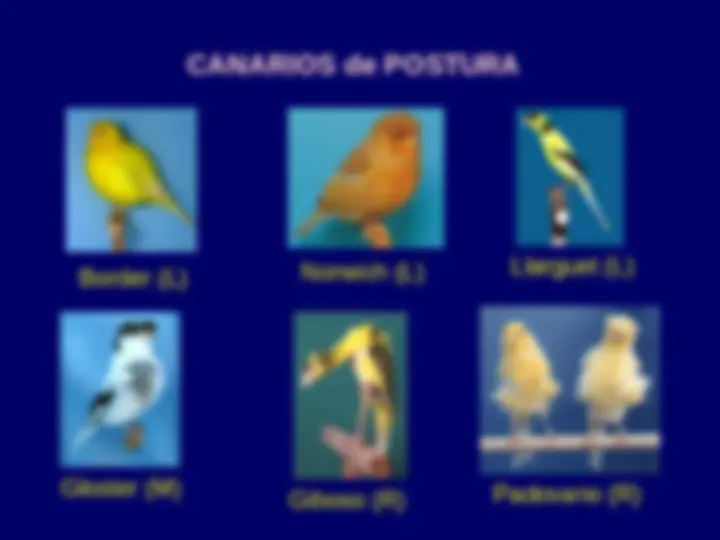 pf1c