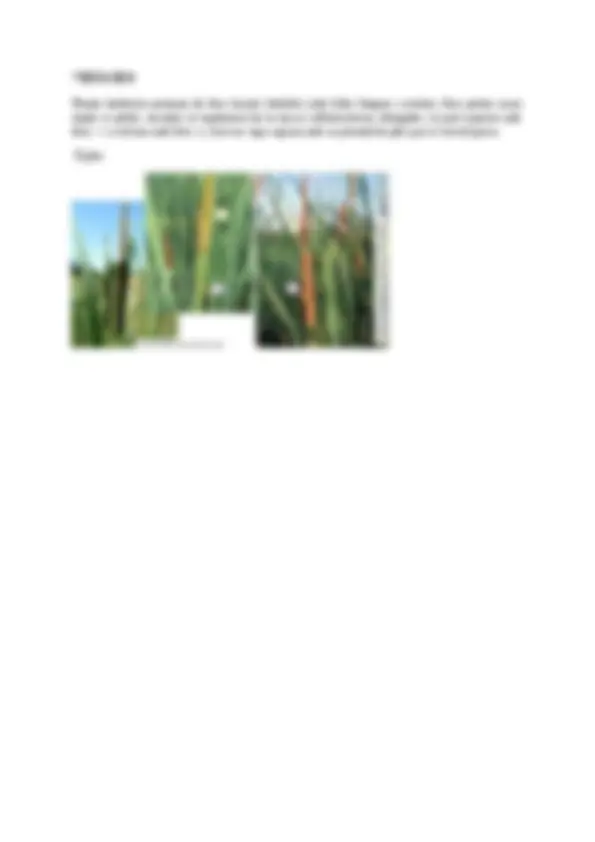 pfd