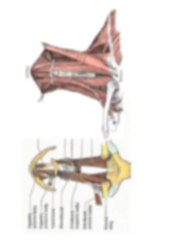 pf26