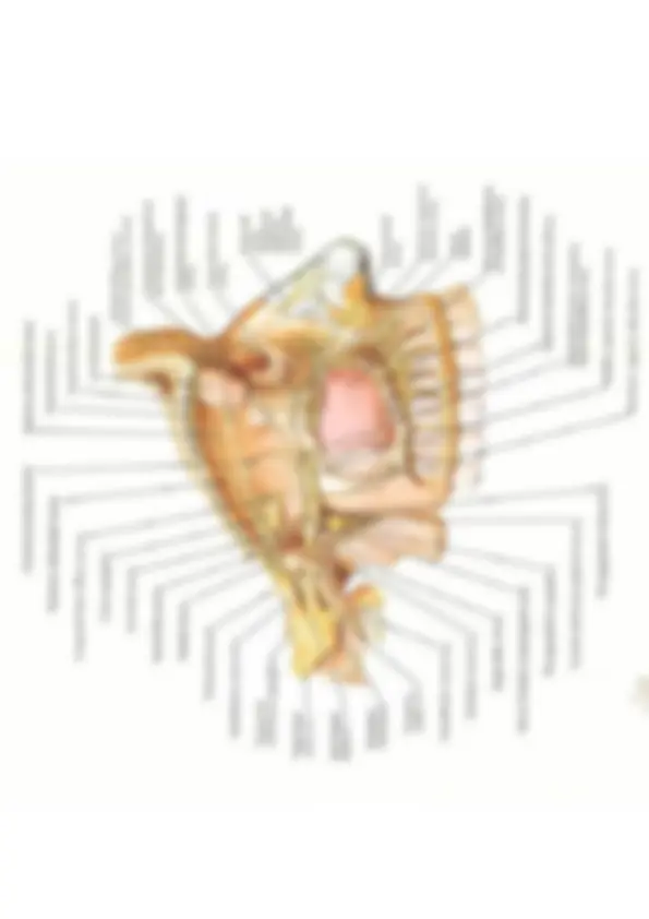 pf52