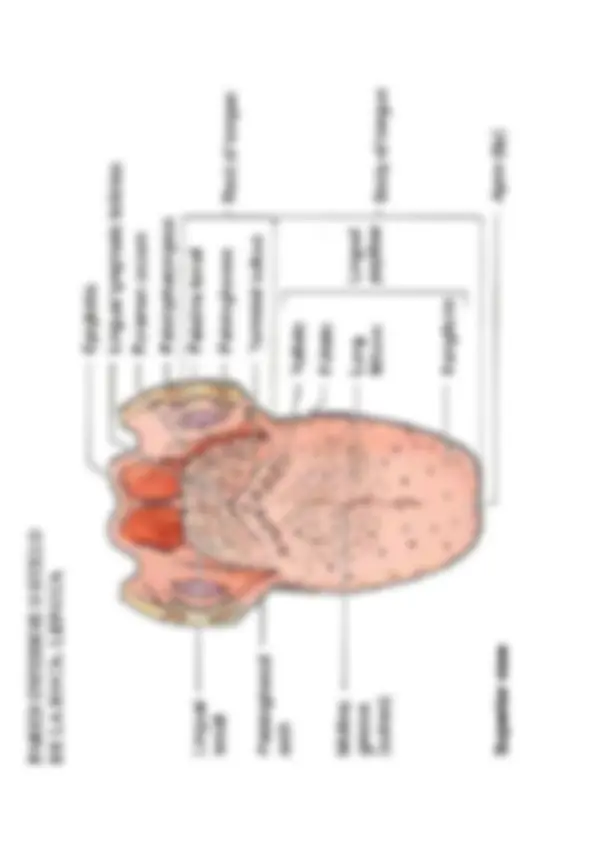 pf29