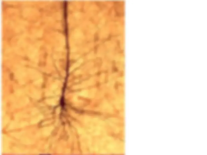 pf16