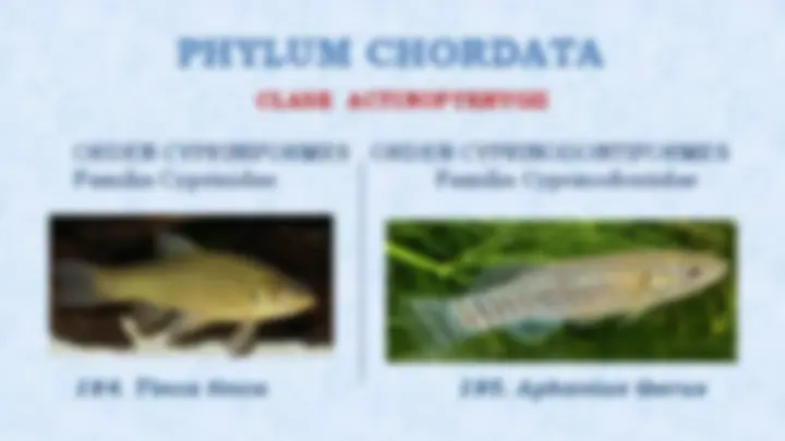 pf22