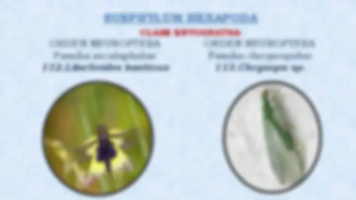pf1b
