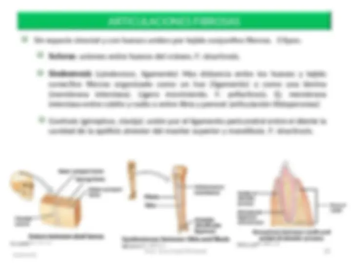 pf19