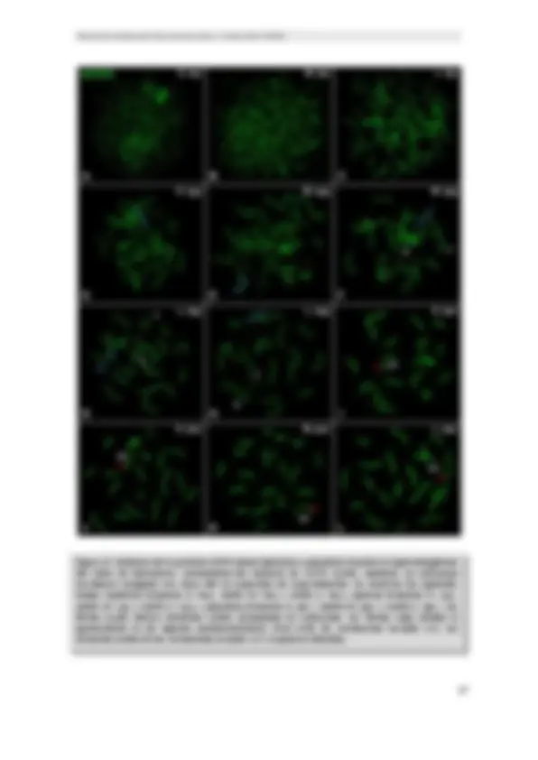 pf1b