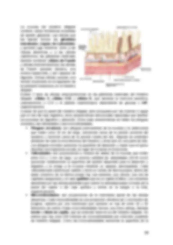 pf26