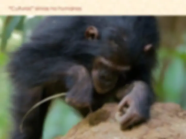 pf8