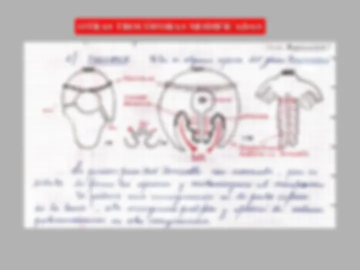 pf26