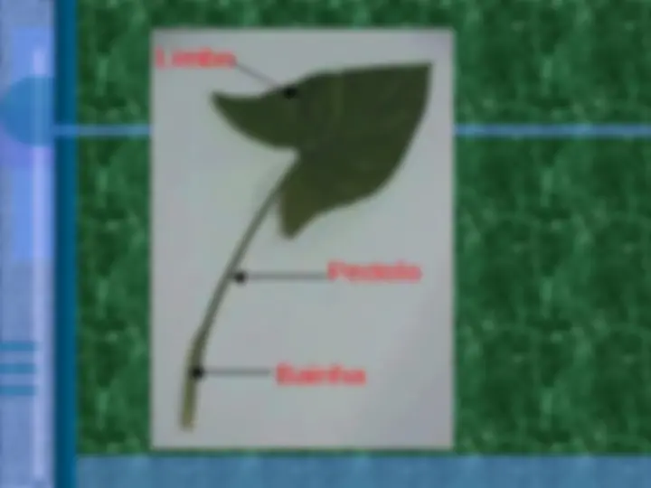 pf13