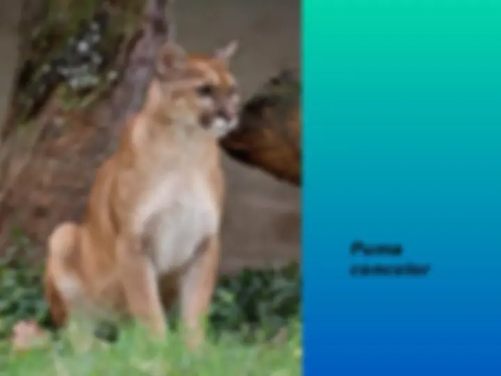pf16