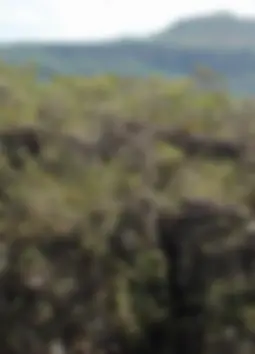pf5c