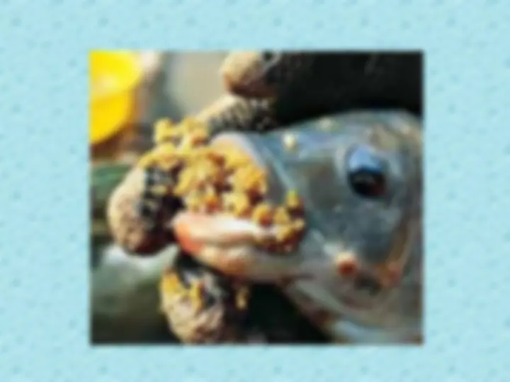 pfe