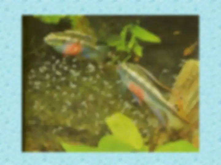 pfa