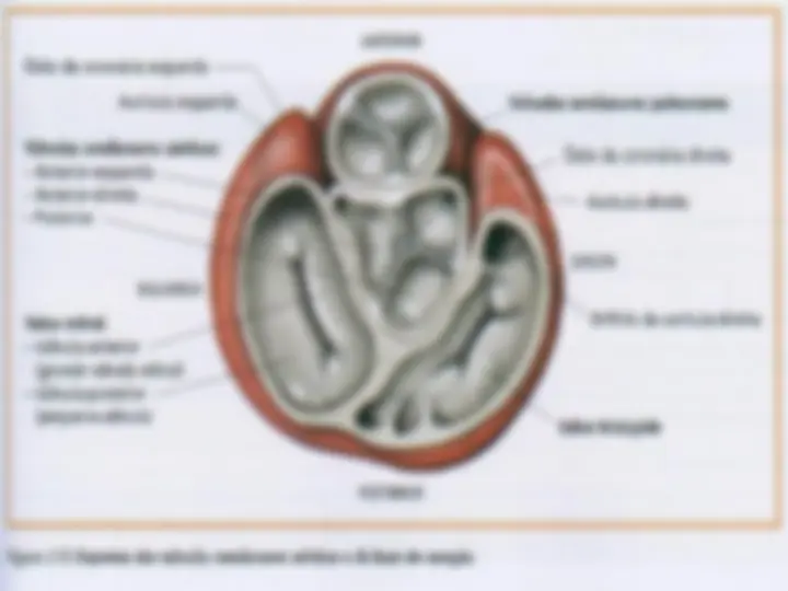 pfa