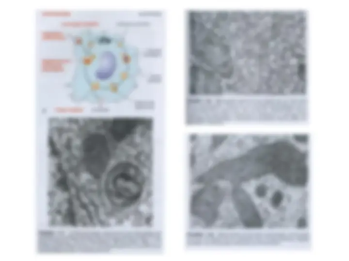 pfd