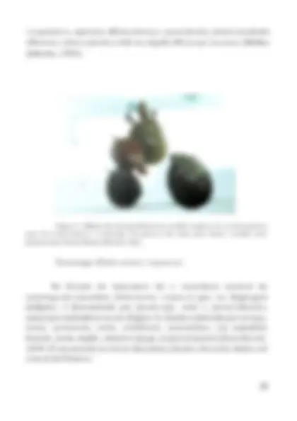 pf20