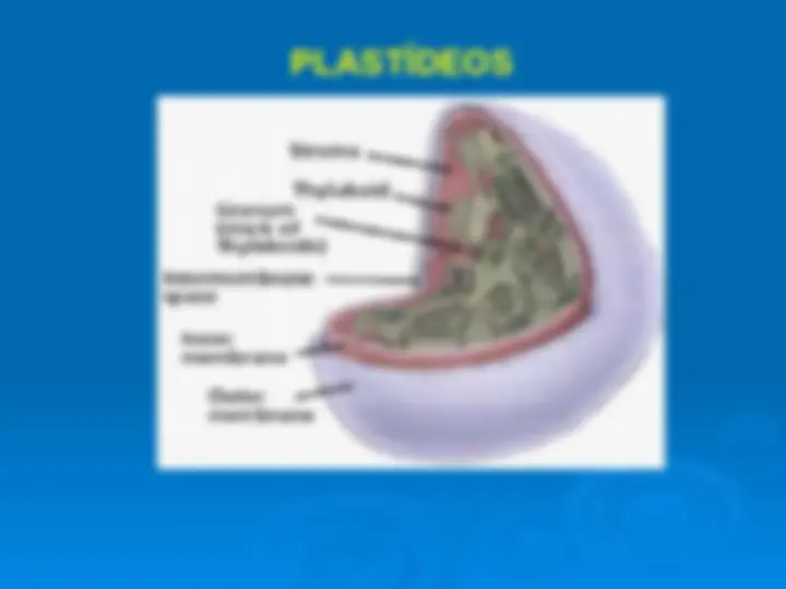 pf1b