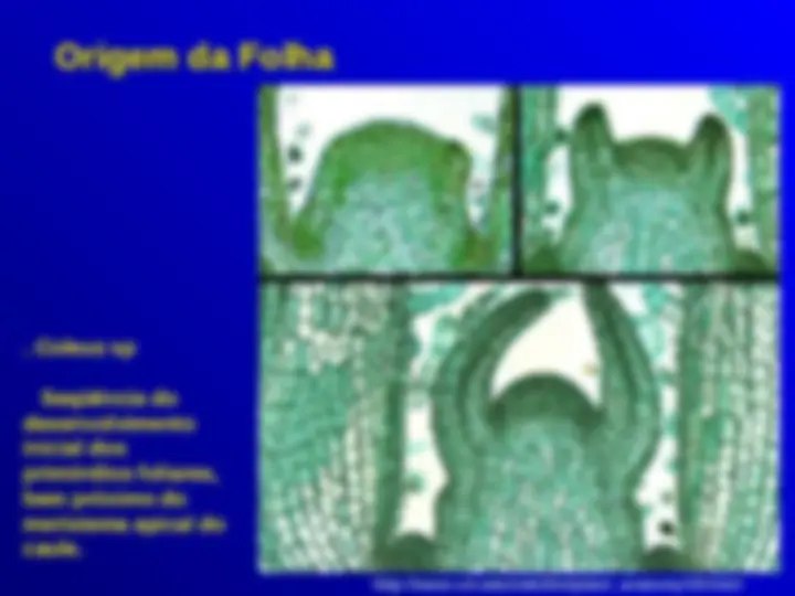 pf4