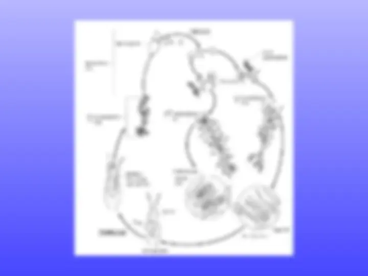 pf24