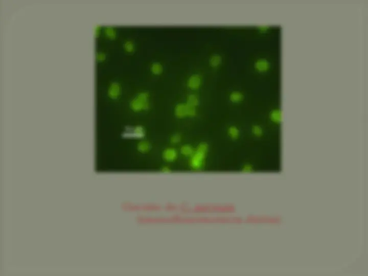pf24