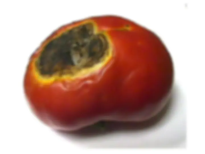 pf19