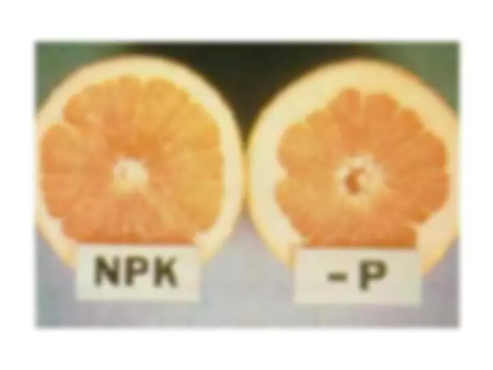 pfe