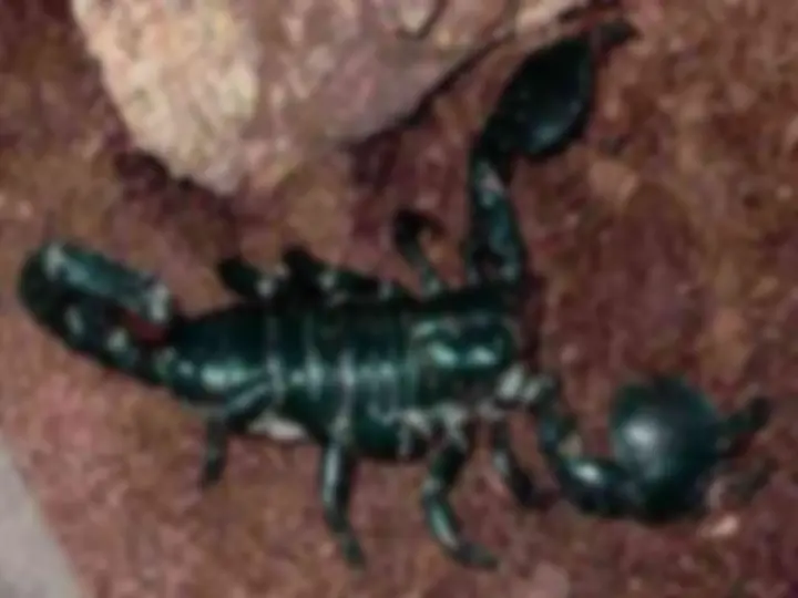 pf12
