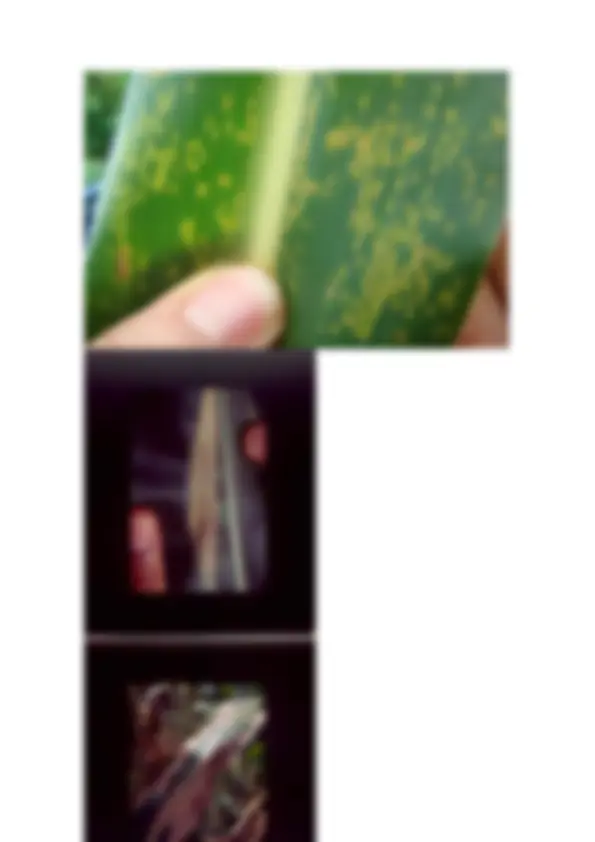 pf4