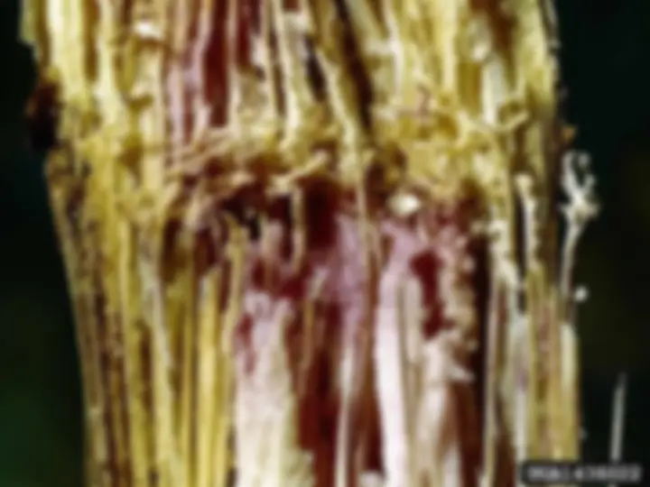 pf26