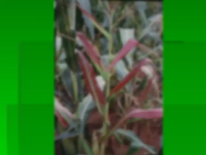 pf22