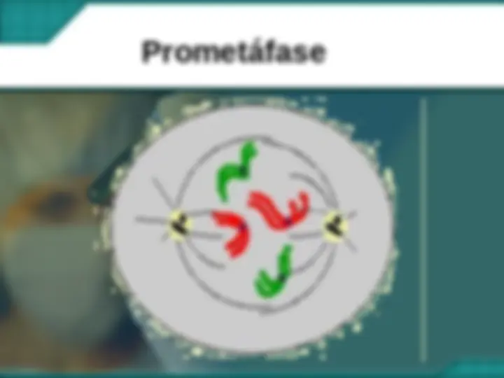 pfe