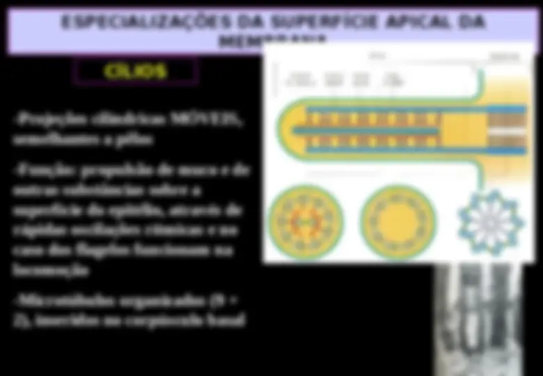 pf21