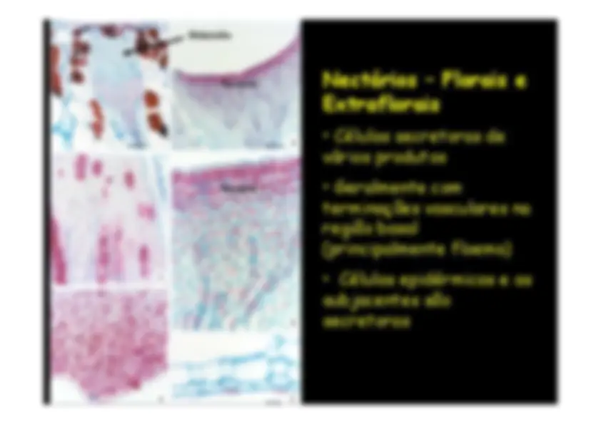 pf33