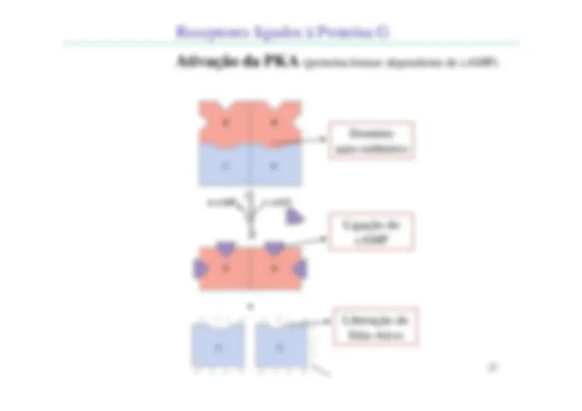 pf1b