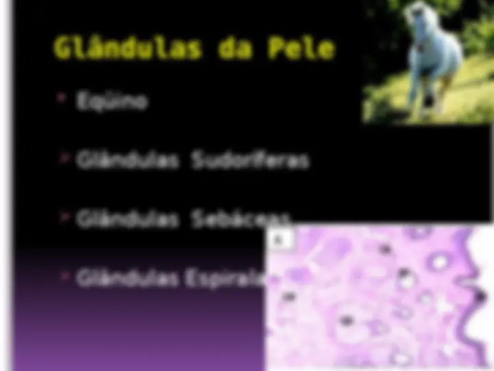 pfe