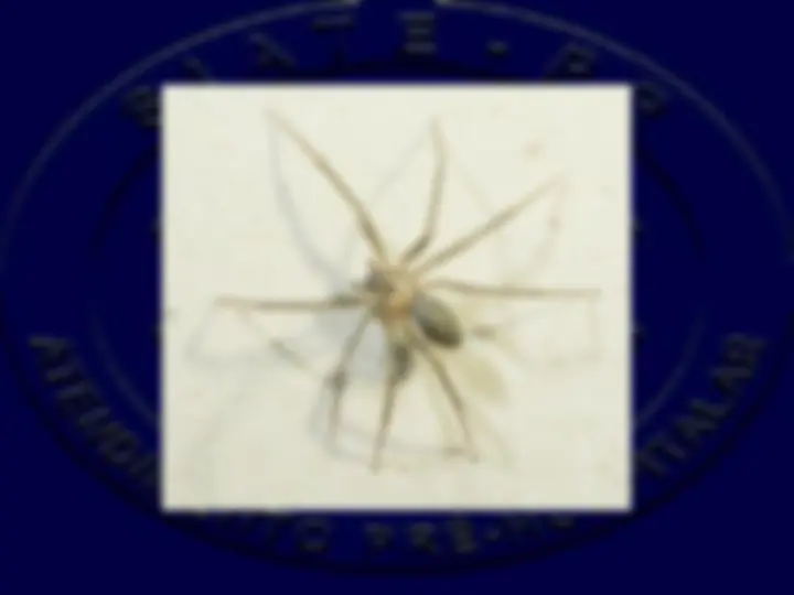 pf2f