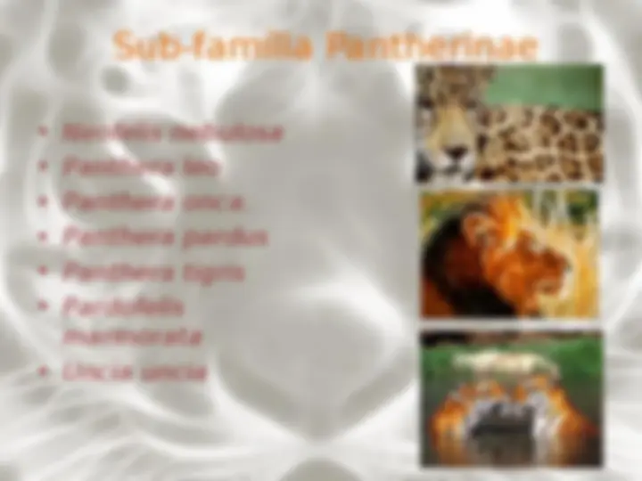 pf4