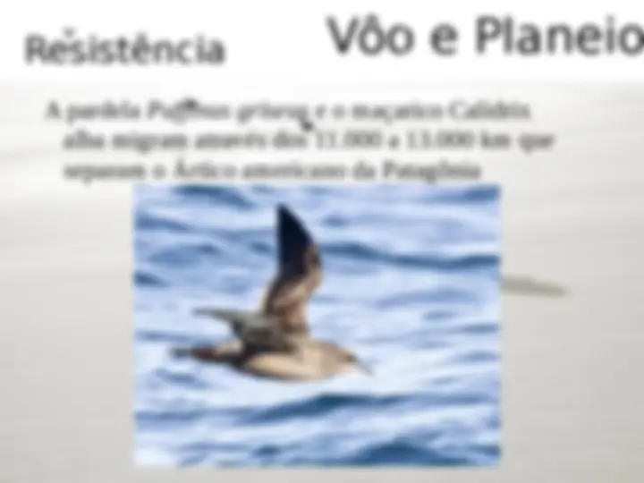 pf19