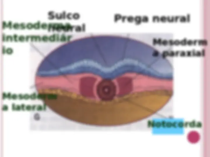 pf16