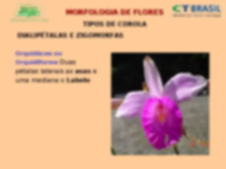 pf19