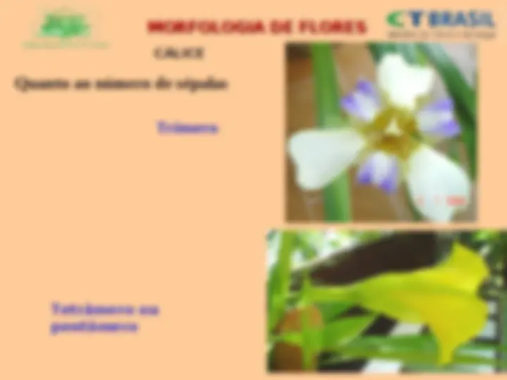 pf13