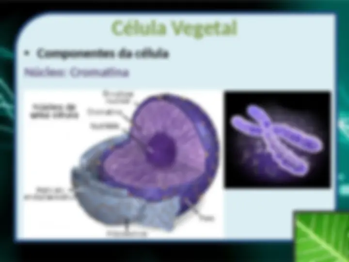 pf26