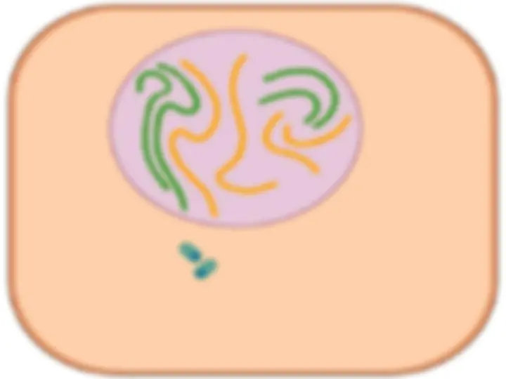 pf28