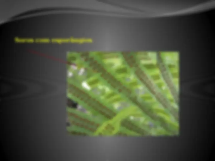 pf1f